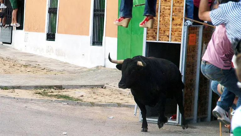 Toro del Cajón, en Fuentesaúco (Zamora)
