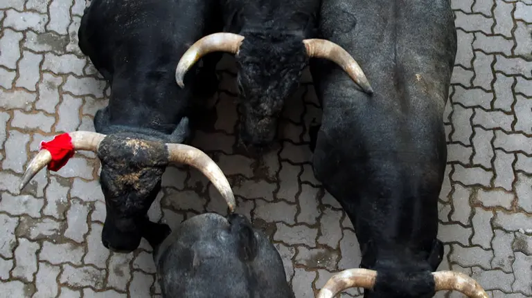 Toros de Miura en la entrada al callejón durante el último encierro de San Fermín 2016. REUTERS. Susana Vera (2)