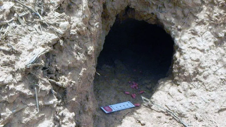 Veneno encontrado para eliminar conejos.