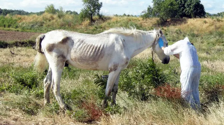 El caballo abandonado en Azagra.