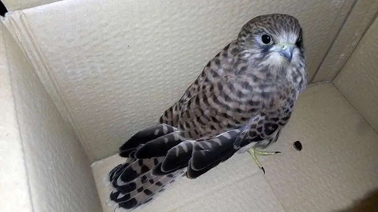 Un cernícalo ‘volantón’ recogido por Policía Municipal de Pamplona