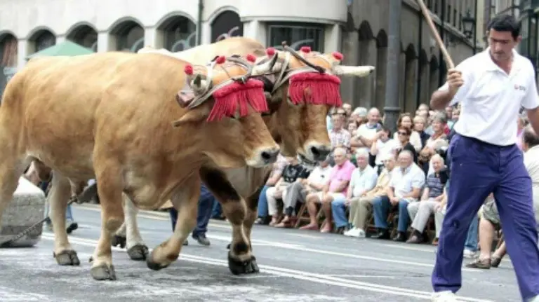 Los bueyes y las vacas serranas están en peligro de extinción. EFE