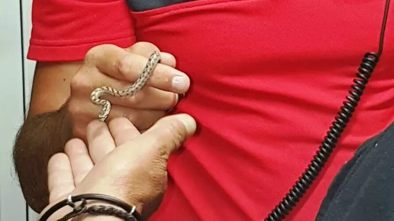 La culebra capturada en Beriáin por la Policía Foral. PF.