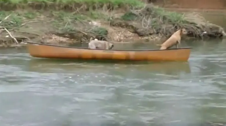 Perros piden auxilio en una canoa. 