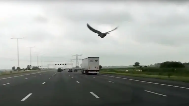 Paloma viajando por una autopista de Holanda.