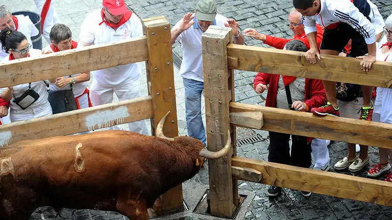 Encierro de novillos de la ganadería de Ángel Macua celebrado el martes durante las fiestas de Estella. MIGUEL OSÉS.  (8)
