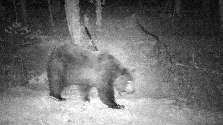 Reaparece Neré, el oso de Roncal. 