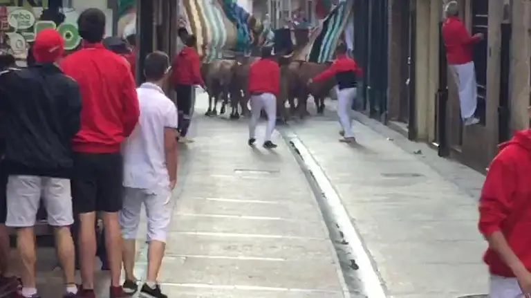 Los mozos de Estella cierran el paso a las vacas en el encierro