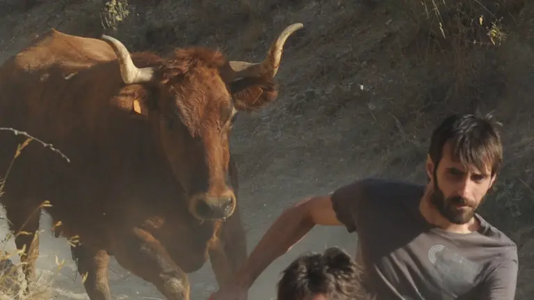 Quinto encierro del Pilón de Falces MIGUEL OSÉS (4)