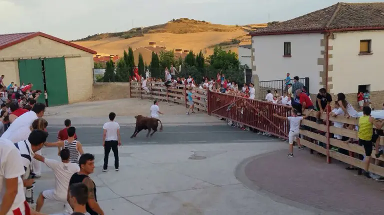 Instante previo a la cogida que sufrió Joaquín Muro en la primera suelta de vacas y novillos de las fiestas de Mendigorría.