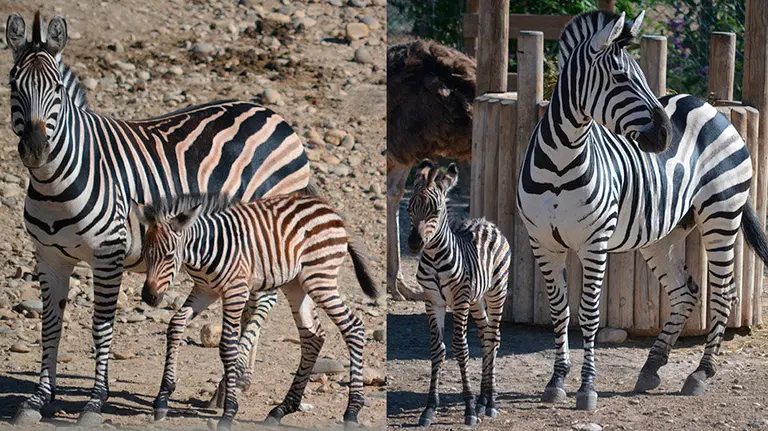 Nacen dos crías de cebra en Sendaviva dos días seguidos