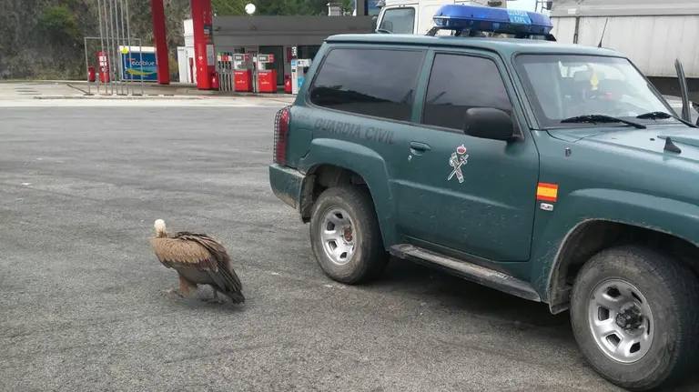 El buitre leonado que ha pasado dos horas de descanso en la estación de servicio Pagozelai entre camiones y curiosos espectadores