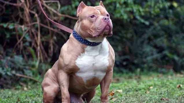 Imagen de un perro de raza pitbull. (Efe).