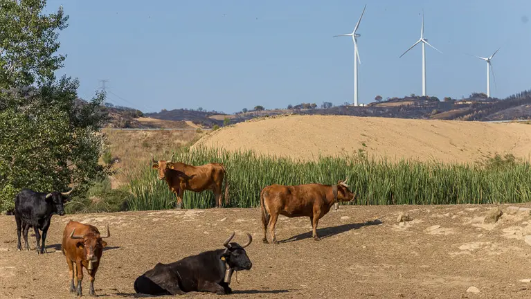 Finca de reses bravas de los Hnos. Ganuza, afectada por el incendio entre Pueyo y Tafalla del pasado 25 de agosto (10). IÑIGO ALZUGARAY