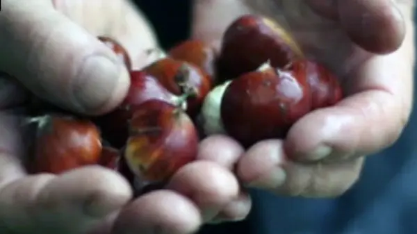 Castañas de un puesto en Pamplona (Efe).