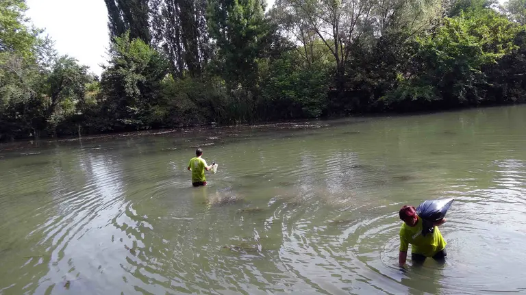 Labores de limpieza de Greenpeace Navarra en el río Arga (cedida Greenpeace Navarra).