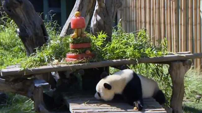 Nace una hembra de oso panda en el zoo de Madrid.