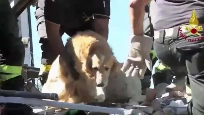 El perro Romeo fue rescatado después de 9 días entre los cascotes del terremoto.