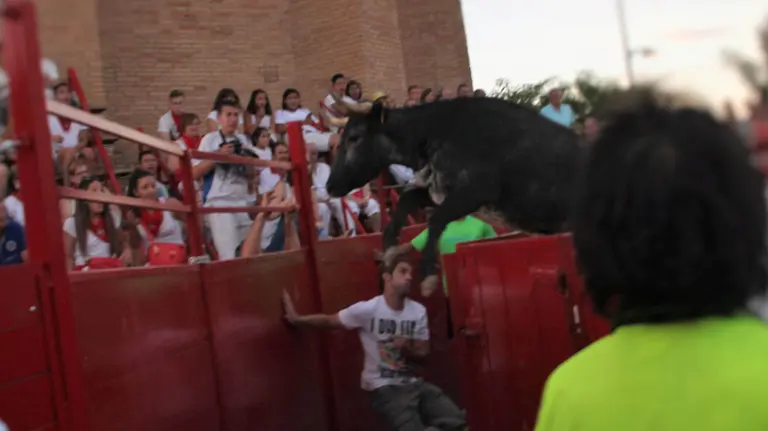 Salto de una vaca que ha intentado escapar del callej&oacute;n de la plaza de toros de Milagro Imagen de Adam Sagardoy Azcona (1)