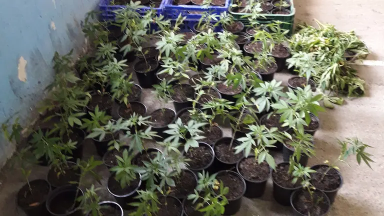 Plantas de marihuana incautadas a tres personas detenidas por la Guardia Civil en Urriza