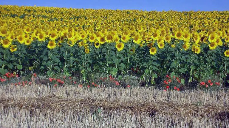 Campo de girasoles (Efe).