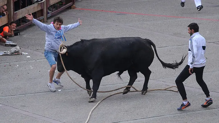 Dos toros con soga cierran el primer d&iacute;a de las Angustias en Lodosa. MIGUEL OS&Eacute;S (7)