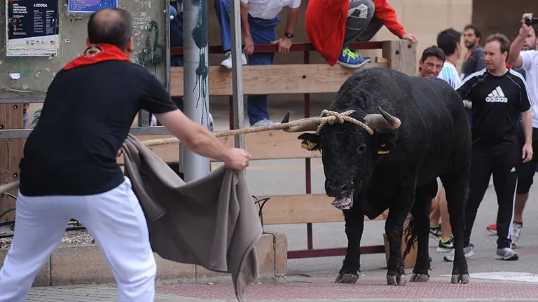 Segundo d&iacute;a de las Angustias con toro ensogado del Pincha. MIGUEL OS&Eacute;S