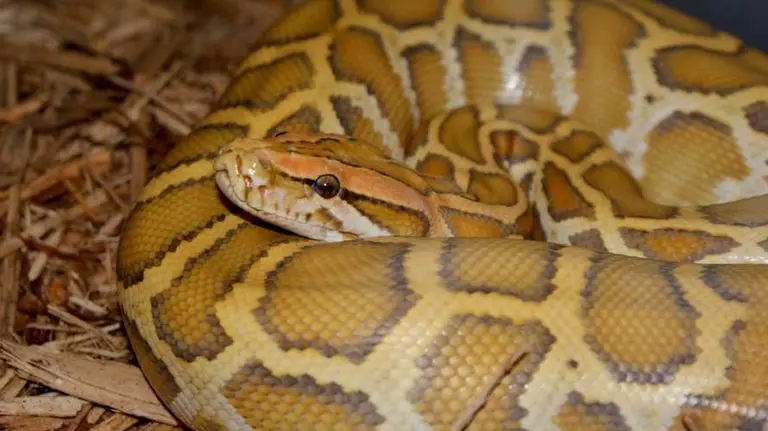 Ejemplar de pit&oacute;n real de corol caramelo.