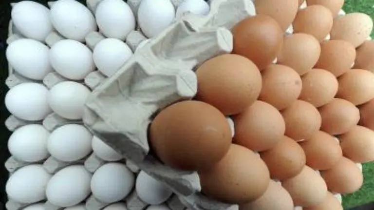Huevos, un producto importante en la alimentación.