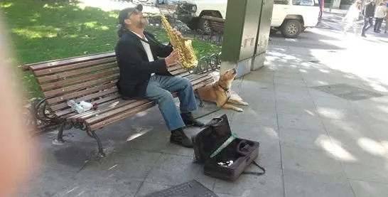 Perro, saxo, política