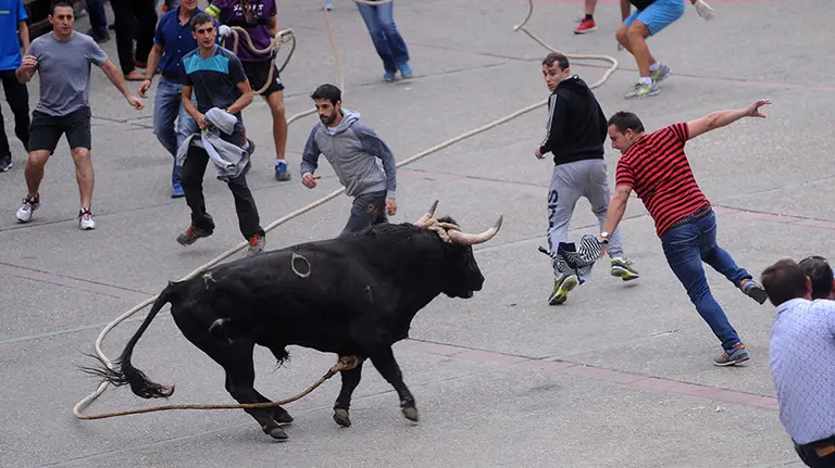 El toro de la ganadería de El Pincha deja un sabor amargo en la última tarde de toro del mes. MIGUEL OSÉS (5)