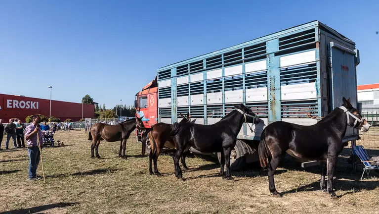Fería de ganado equino celebrada en el Polígono Agustinos de Pamplona con motivo de la festividad de San Miguel (5). IÑIGO ALZUGARAY