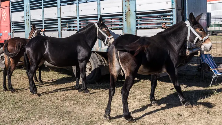 Fería de ganado equino celebrada en el Polígono Agustinos de Pamplona con motivo de la festividad de San Miguel (6). IÑIGO ALZUGARAY