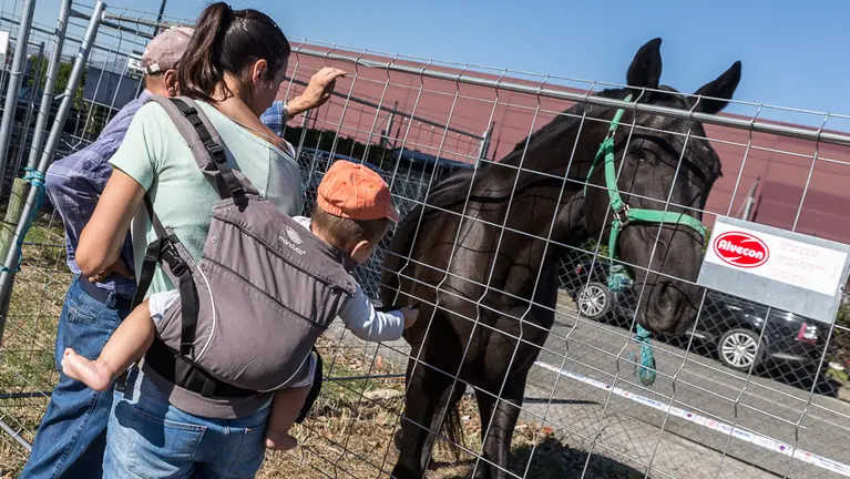 Fería de ganado equino celebrada en el Polígono Agustinos de Pamplona con motivo de la festividad de San Miguel. IÑIGO ALZUGARAY (1)