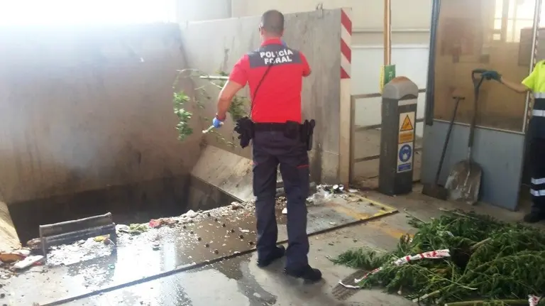 Destruidas varias plantaciones anónimas de marihuana descubiertas en el campo. PFORAL