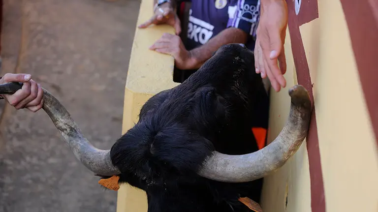 Los animales de El Pincha no defraudan este domingo en Lodosa con un toro ensogado incansable y una vaca saltarina. MIGUEL OSÉS (28)