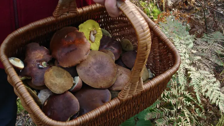Un hombre muestra la cesta con las setas que ha recogido durante su paseo. ARCHIVO
