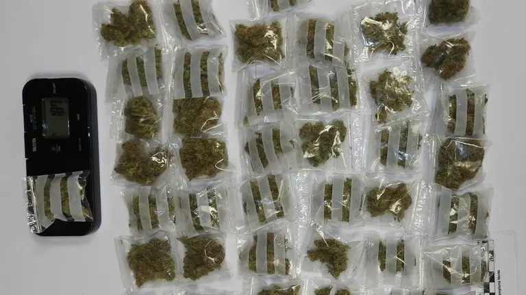 Bolsitas de marihuana preparadas para la venta en la Rochapea. PFORAL.