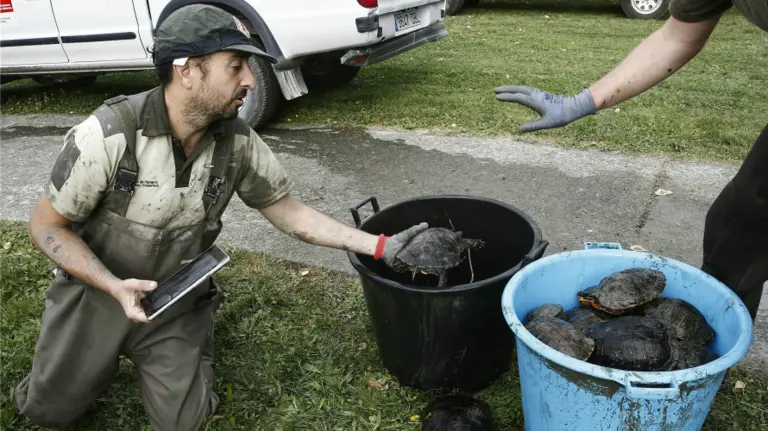 Efectivos de medio ambiente del Gobierno de Navarra retiran las especies piscicolas encontradas en el lago artificial del barrio pamplonés de Mendillorri. EFEJesús Diges