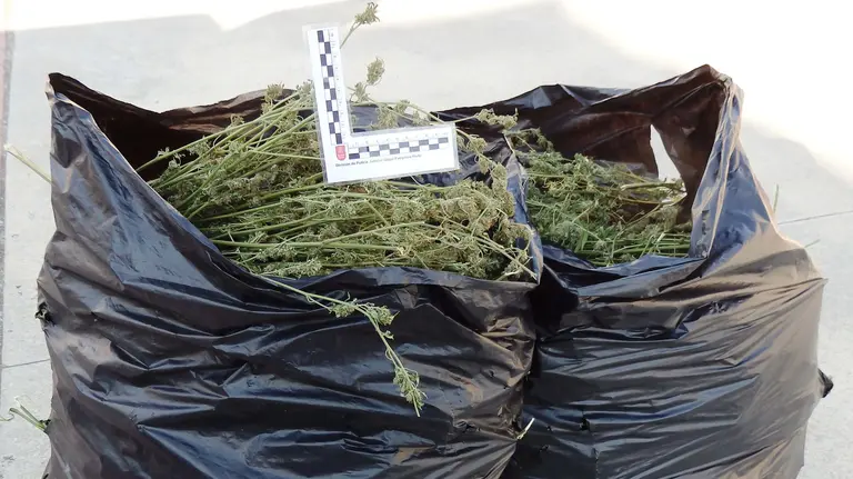 Ocho kilos de marihuana intervenida en Noáin a dos jóvenes detenidos en Noáin. CEDIDA