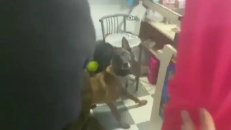 Un perro de la Policía Foral en el momento de buscar la droga en la tienda de dulces de la Milagrosa. PFORAL