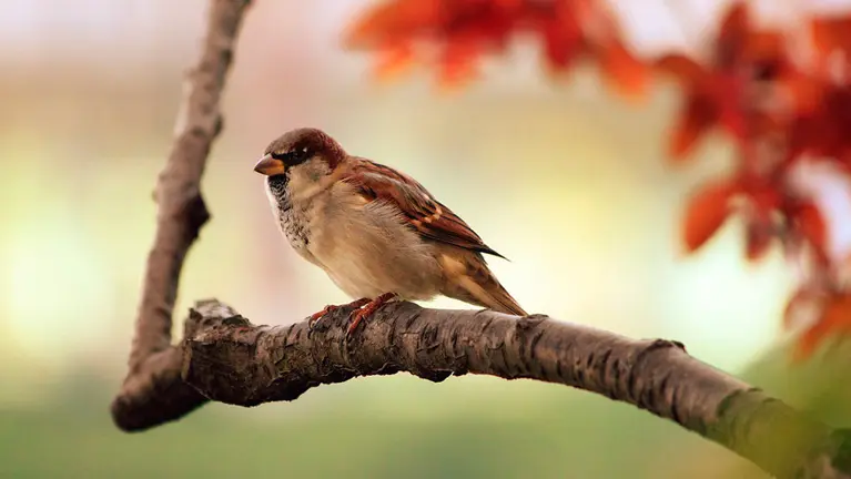 Un gorrión se posa en una rama de un árbol.
