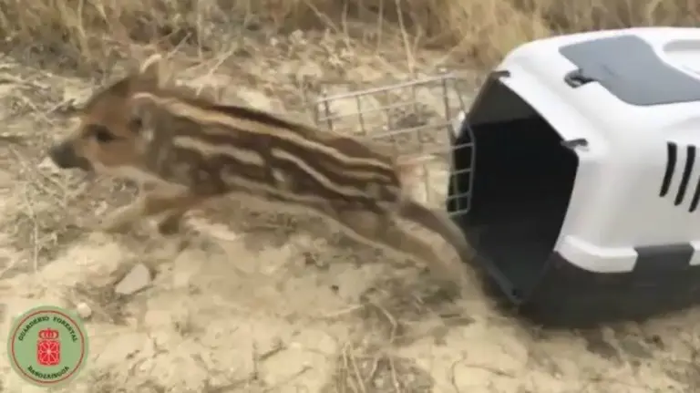 Final feliz para una familia de jabalíes rescatados en Navarra Así salvan los guardias forestales a cinco crías. GUARDERÍO FORESTAL