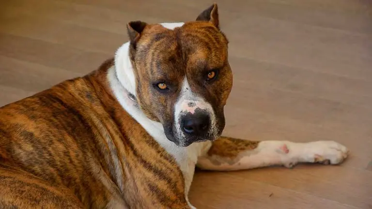 Perro de la raza American Staffordshire, de la misma raza que algunos de los que atacaron al hombre fallecido.