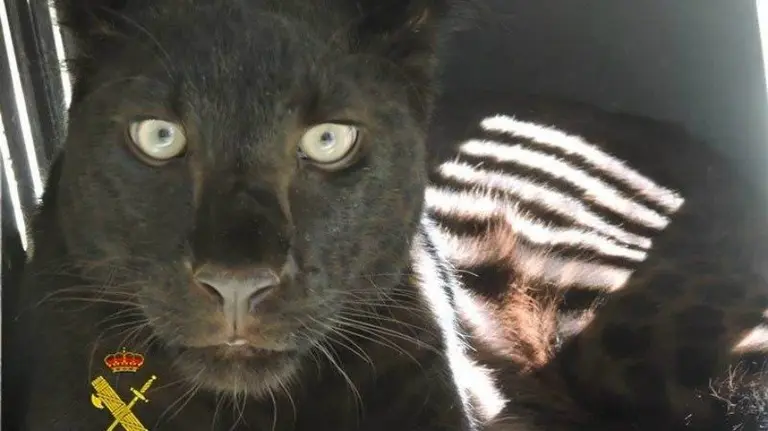 La pantera negra que ha intervenido la Guardia Civil en Almería.