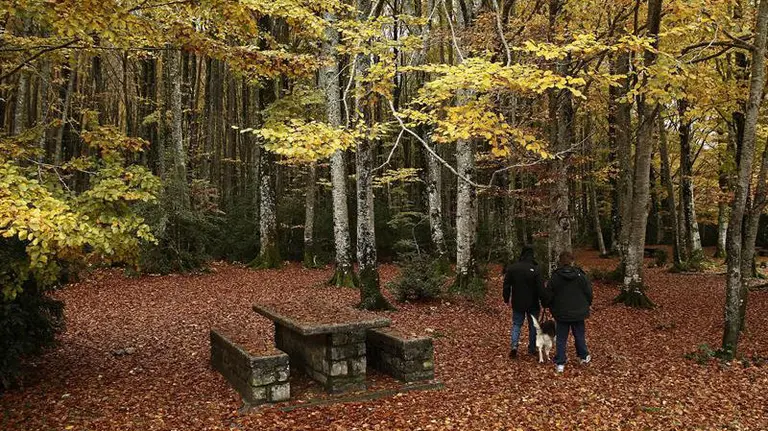 Varias personas se adentran en un bosque de hayas en la zona conocida como Mata de Haya, cercano a la localidad de Isaba, durante una jornada con tiempo otoñal. EFE/Jesús Diges