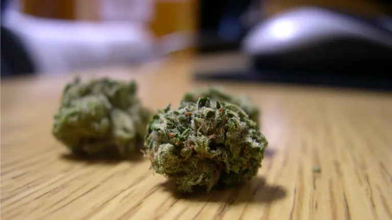 Cogollos de marihuana. 