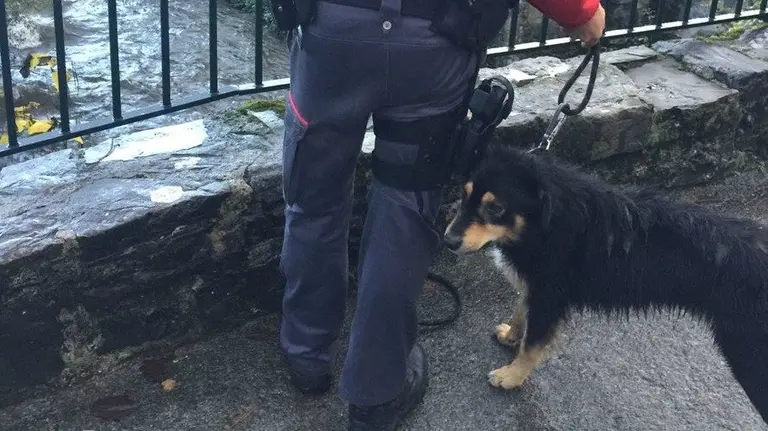 Rescatada una perrita en Elizondo. PFORAL.