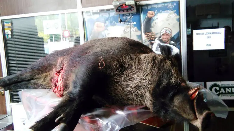 Jabalí abatido en Montejurra Twitter Salimos de caza 2