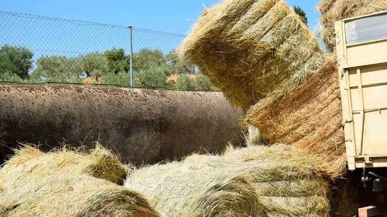 Pacas de paja cayendo desde un camión.